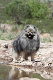 SPITZ ALLEMAND 023